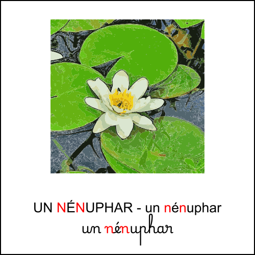 nénuphar